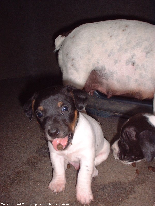 Photo de Jack russell terrier