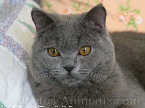 Photo de British shorthair