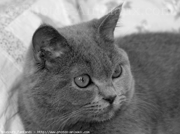 Photo de British shorthair