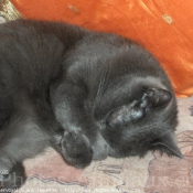 Photo de Chartreux