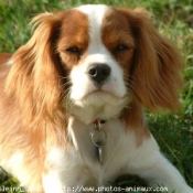 Photo de Cavalier king charles spaniel