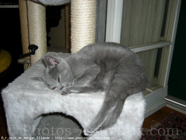 Photo de Chartreux