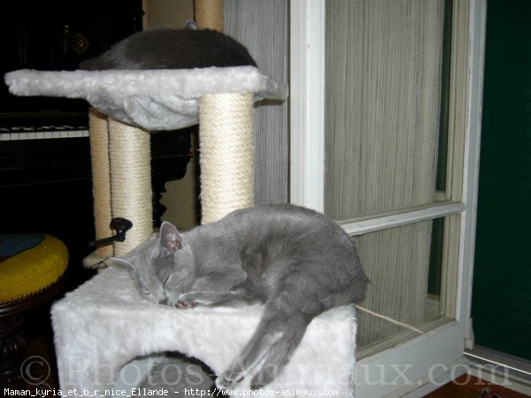 Photo de Chartreux