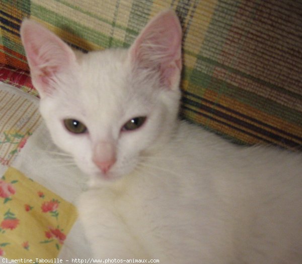 Photo de Chat domestique