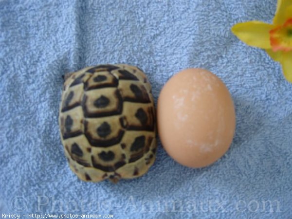 Photo de Tortue