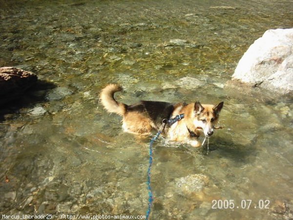 Photo de Croisement