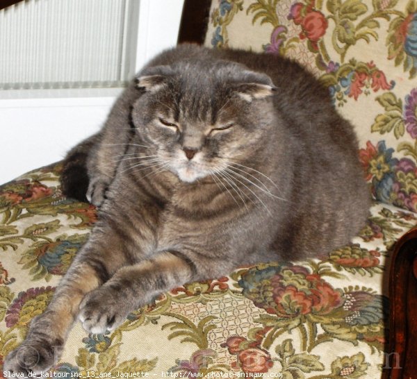 Photo de Scottish fold