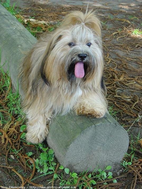 Photo de Lhassa apso