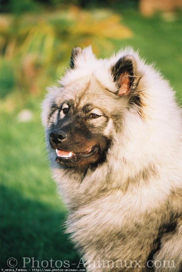 Photo d'Eurasier