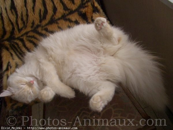 Photo de Ragdoll