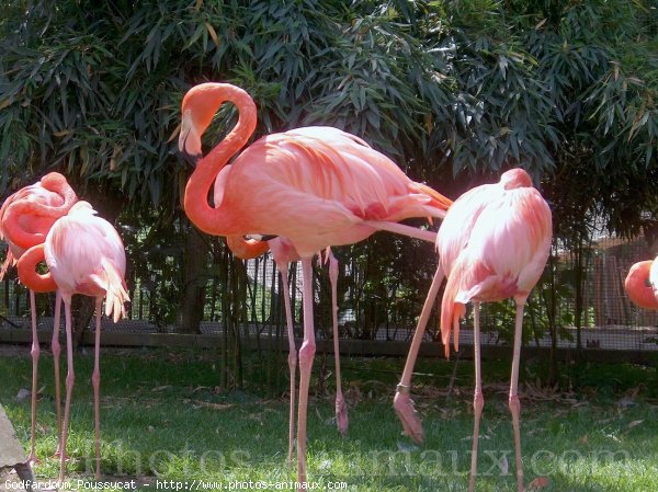 Photo de Flamand rose