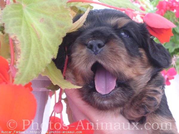 Photo de Cavalier king charles spaniel