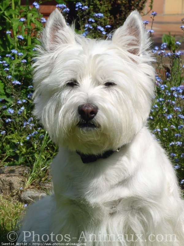 Photo de West highland white terrier