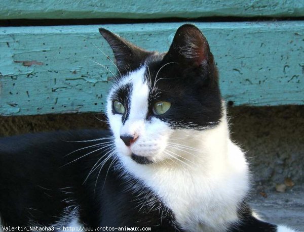 Photo de Chat domestique