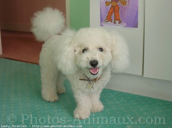 Photo de Bichon  poil fris