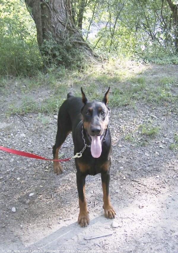 Photo de Dobermann