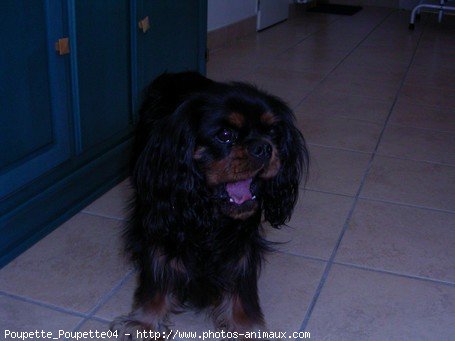 Photo de Cavalier king charles spaniel