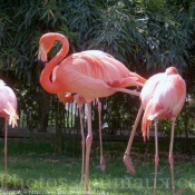 Photo de Flamand rose