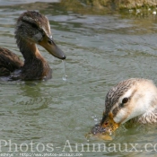 Photo de Canard