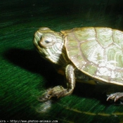 Photo de Tortue