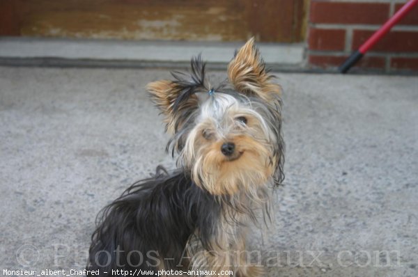 Photo de Yorkshire terrier