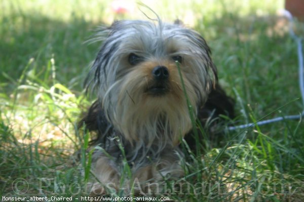 Photo de Yorkshire terrier