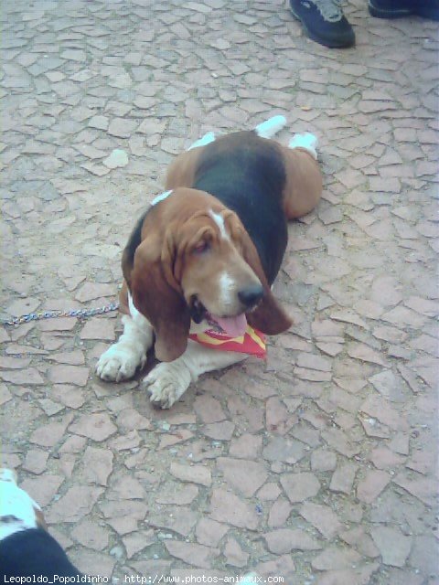 Photo de Basset hound