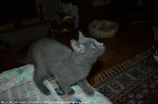 Photo de Chartreux