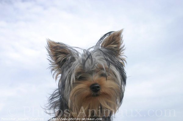 Photo de Yorkshire terrier