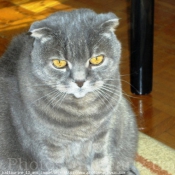 Photo de Scottish fold