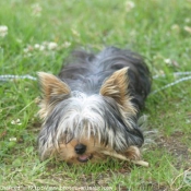 Photo de Yorkshire terrier