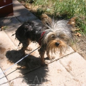 Photo de Yorkshire terrier