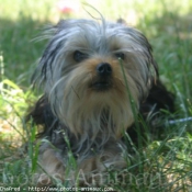 Photo de Yorkshire terrier