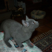 Photo de Chartreux