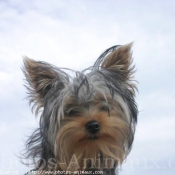 Photo de Yorkshire terrier