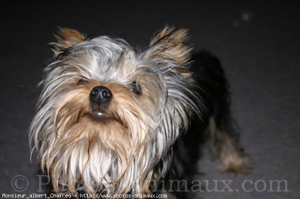 Photo de Yorkshire terrier