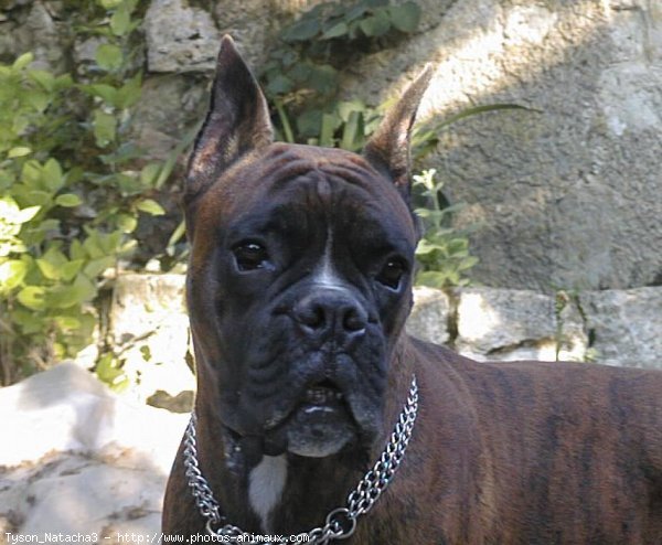 Photo de Boxer