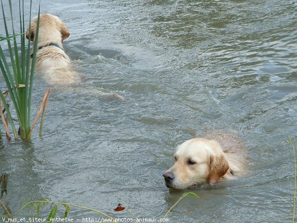 Photo de Golden retriever