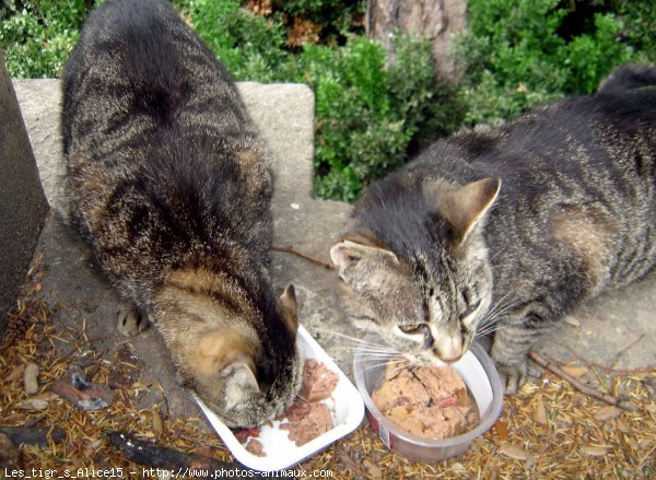 Photo de Chat domestique