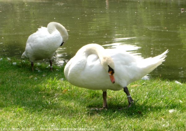 Photo de Cygne