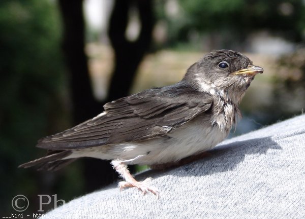 Photo de Hirondelle