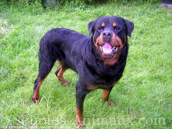 Photo de Rottweiler