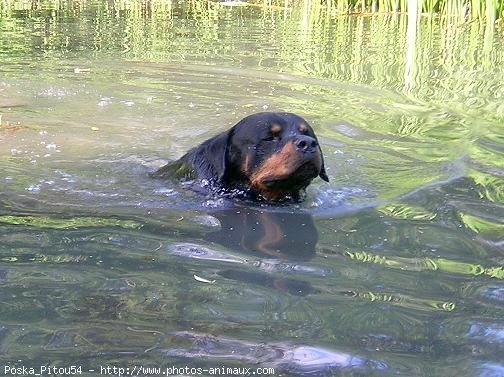 Photo de Rottweiler