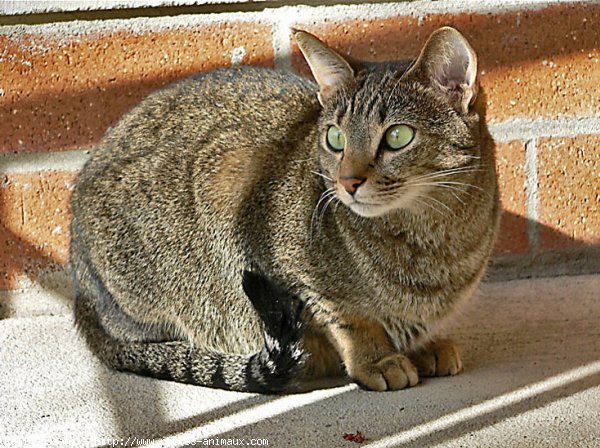 Photo d'Ocicat