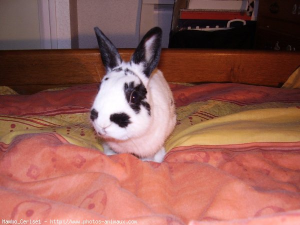 Photo de Lapin