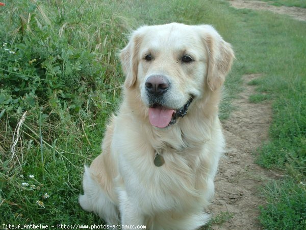 Photo de Golden retriever