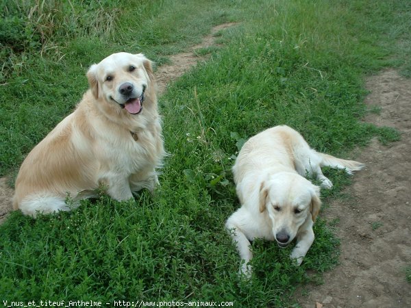 Photo de Golden retriever