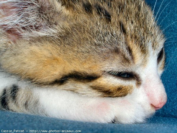 Photo de Chat domestique