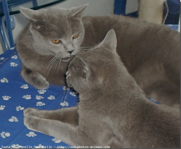 Photo de Chartreux