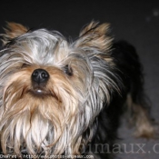 Photo de Yorkshire terrier